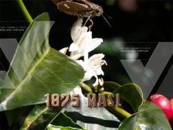 Natural ASD PA2804