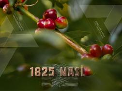 Honey DRD PA2404