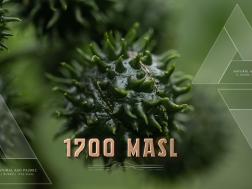 Natural ASD PA2802