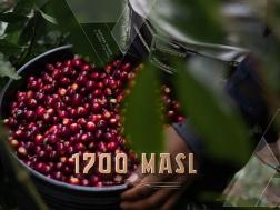 Natural PA1003
